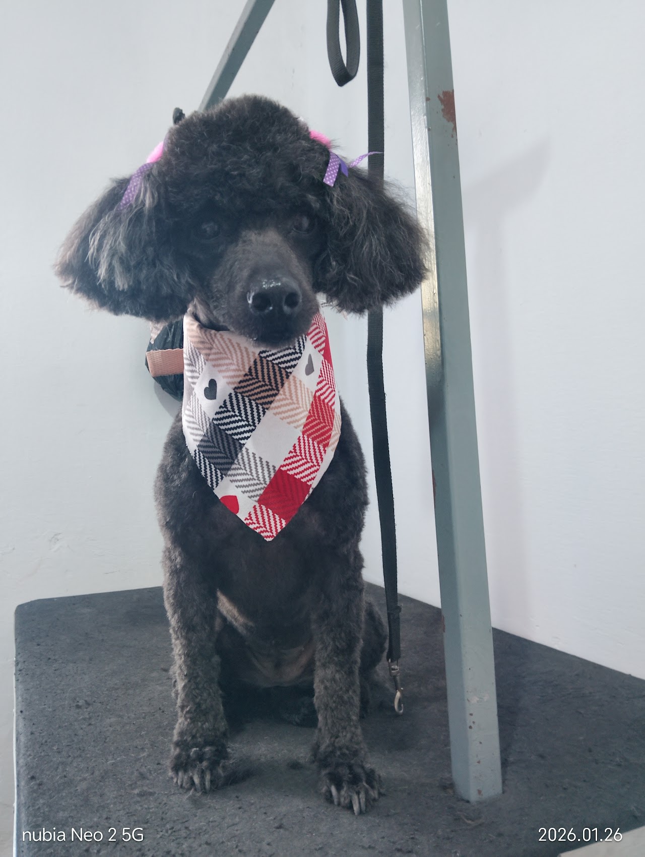 Mascota atendida con cuidado en Centro Médico Veterinario, Corrientes